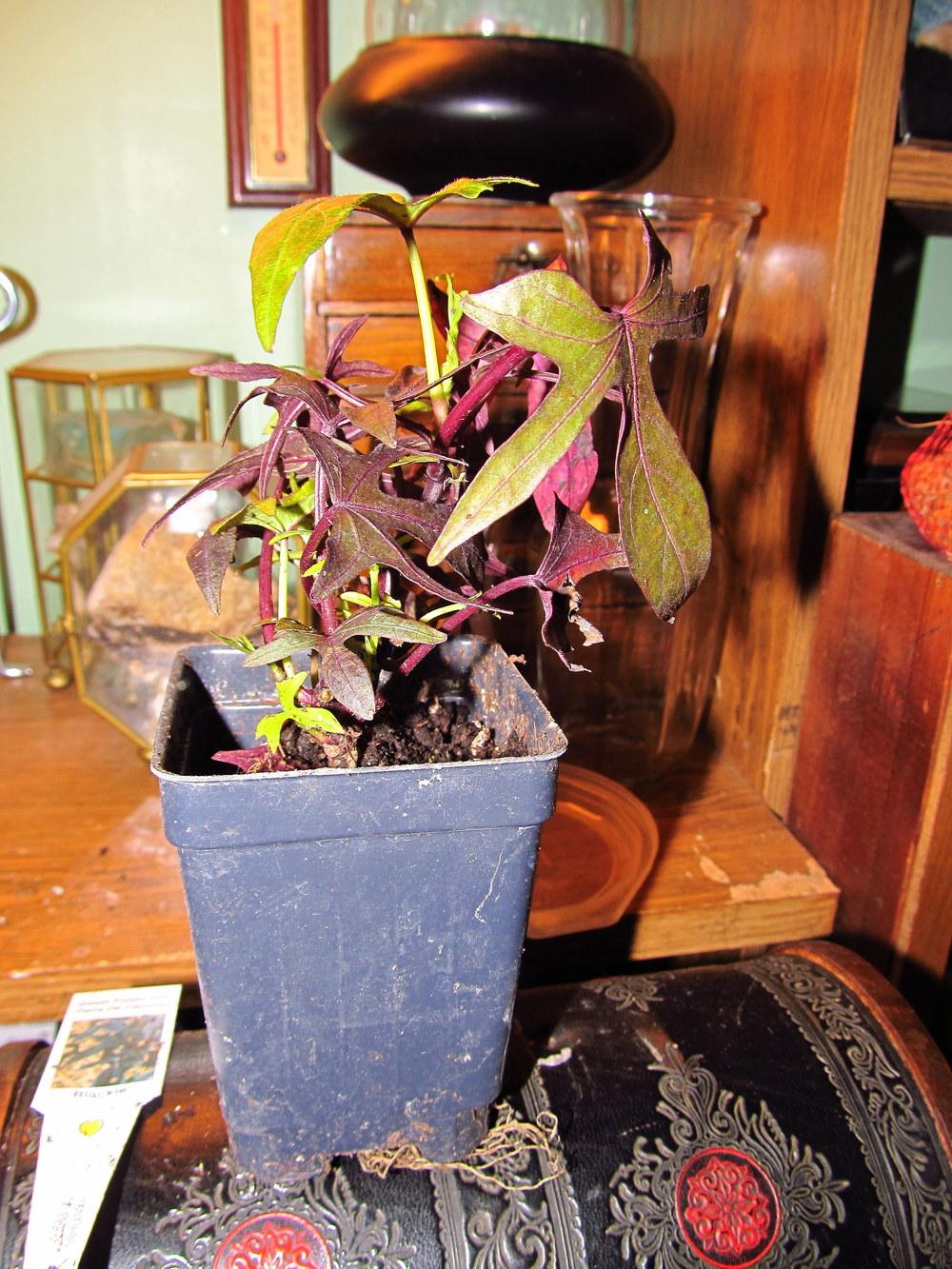Photo of Ornamental Sweet Potato (Ipomoea batatas 'Blackie') uploaded by jmorth