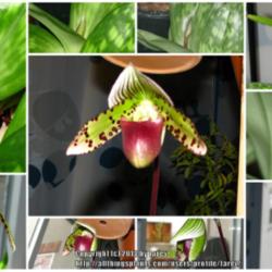 Location: Indoors - San Joaquin County, CA
Date: Dec 2011 to March 2012
The long bloom sequence of my noid Paphiopedilum