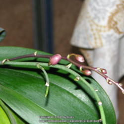 Location: Indoors - San Joaquin County, CA
Date: 2013-02-01
New spike and buds on an older noid Phal flower spike