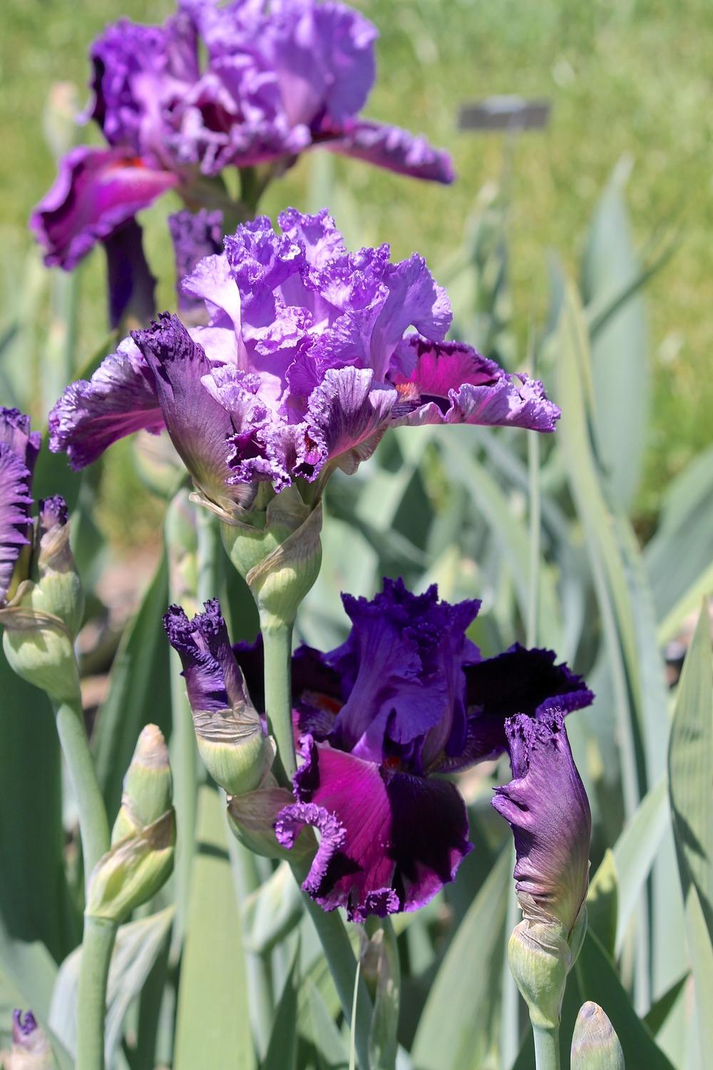 Photo of Tall Bearded Iris (Iris 'Texas Tradition') uploaded by ARUBA1334