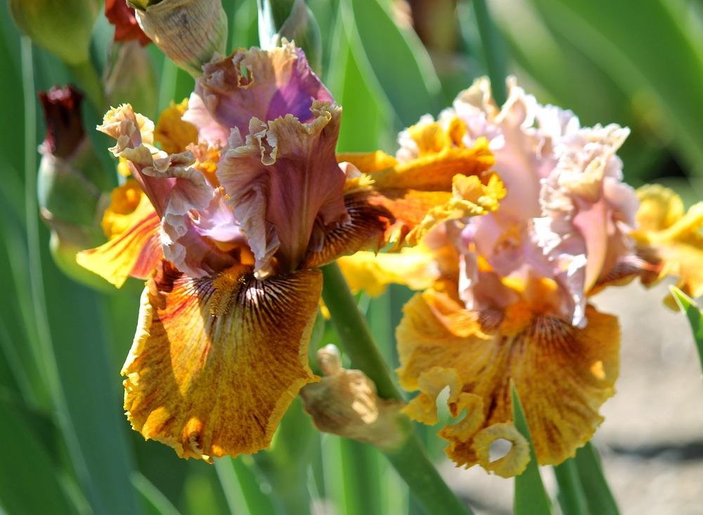 Photo of Tall Bearded Iris (Iris 'Dewuc Whatic') uploaded by ARUBA1334