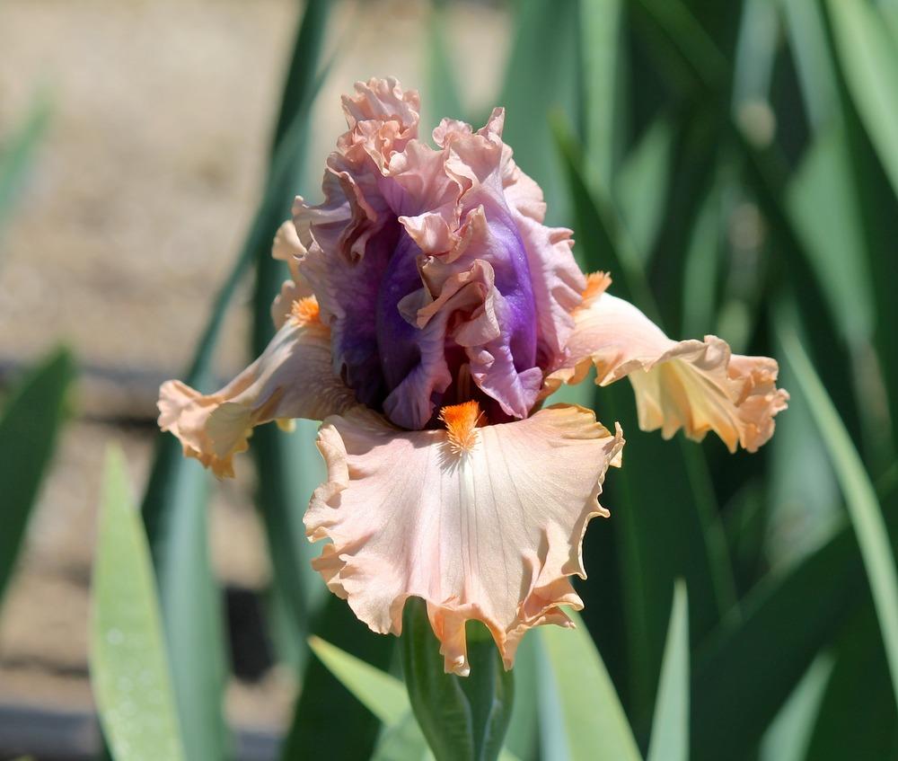 Photo of Tall Bearded Iris (Iris 'Tempesto') uploaded by ARUBA1334