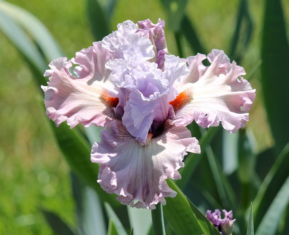 Photo of Tall Bearded Iris (Iris 'Curtsy Queen') uploaded by ARUBA1334