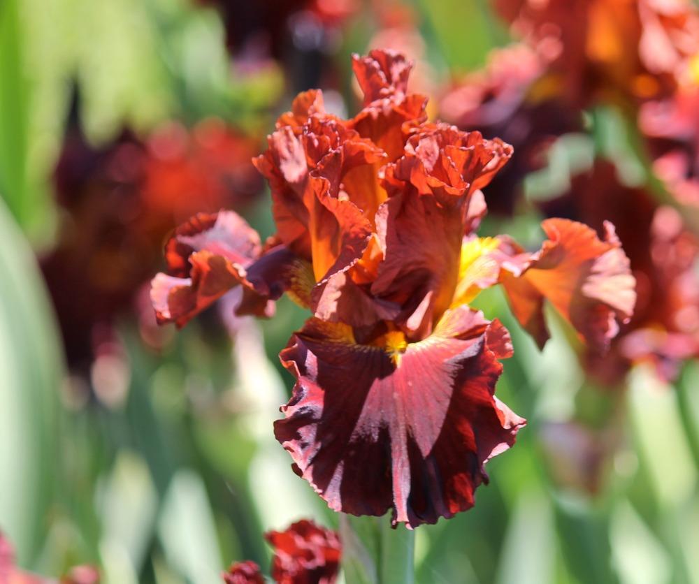 Photo of Tall Bearded Iris (Iris 'Valentino') uploaded by ARUBA1334