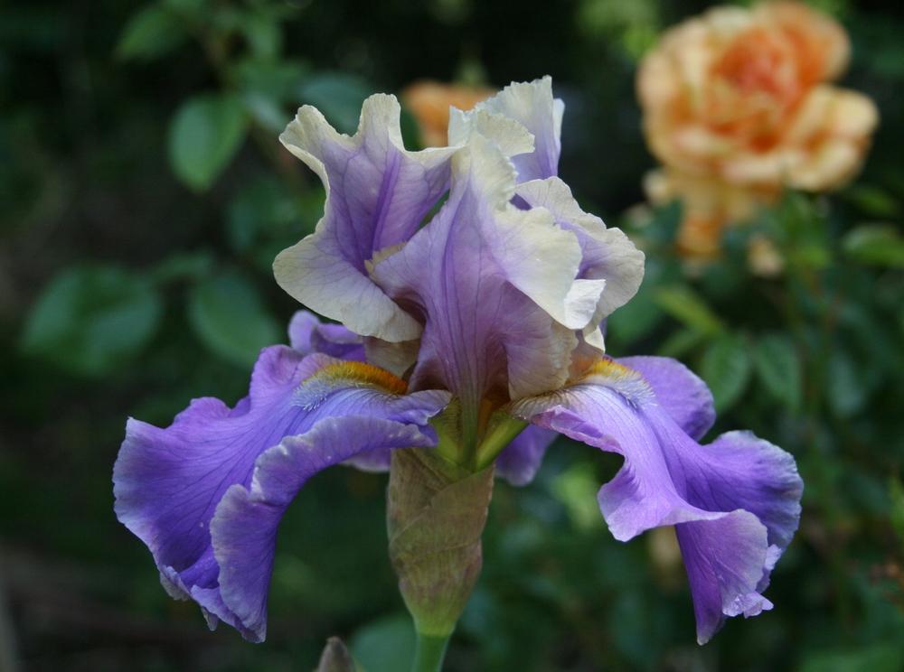Photo of Tall Bearded Iris (Iris 'Kevin's Theme') uploaded by Calif_Sue