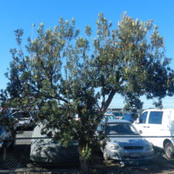 Location: Weinam Creek Marina, Redland Bay, Queensland, Australia
Date: 2014-05-04
There are several trees in the security carpark.