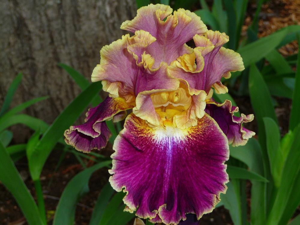 Photo of Tall Bearded Iris (Iris 'Montmartre') uploaded by Lestv
