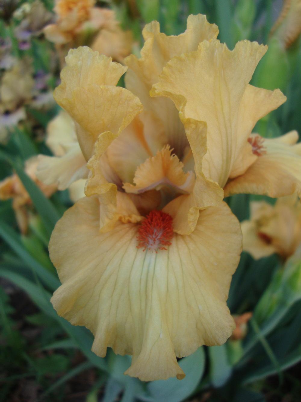 Photo of Intermediate Bearded Iris (Iris 'Toffee') uploaded by Paul2032