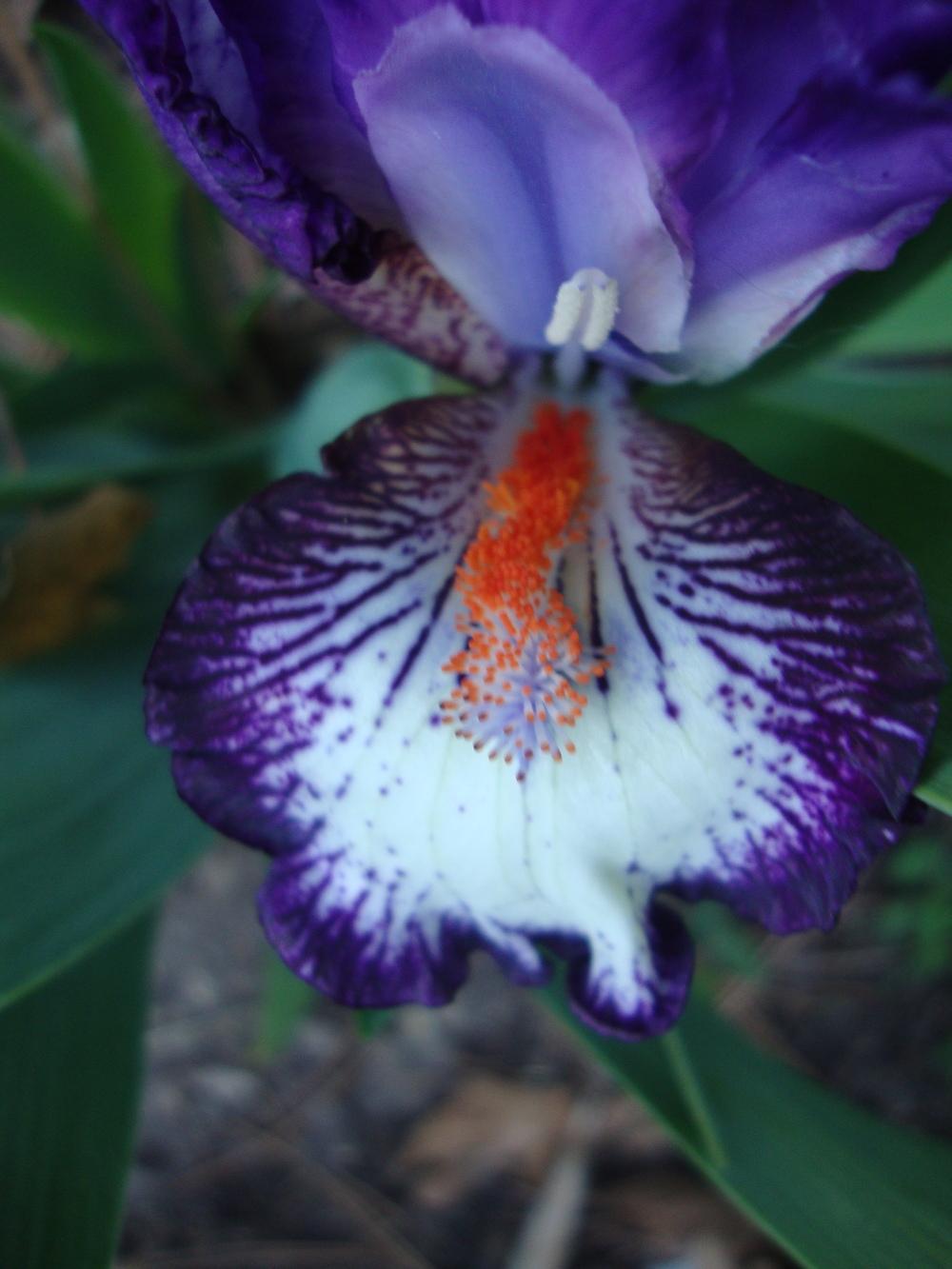 Photo of Standard Dwarf Bearded Iris (Iris 'Bumpkin') uploaded by Paul2032