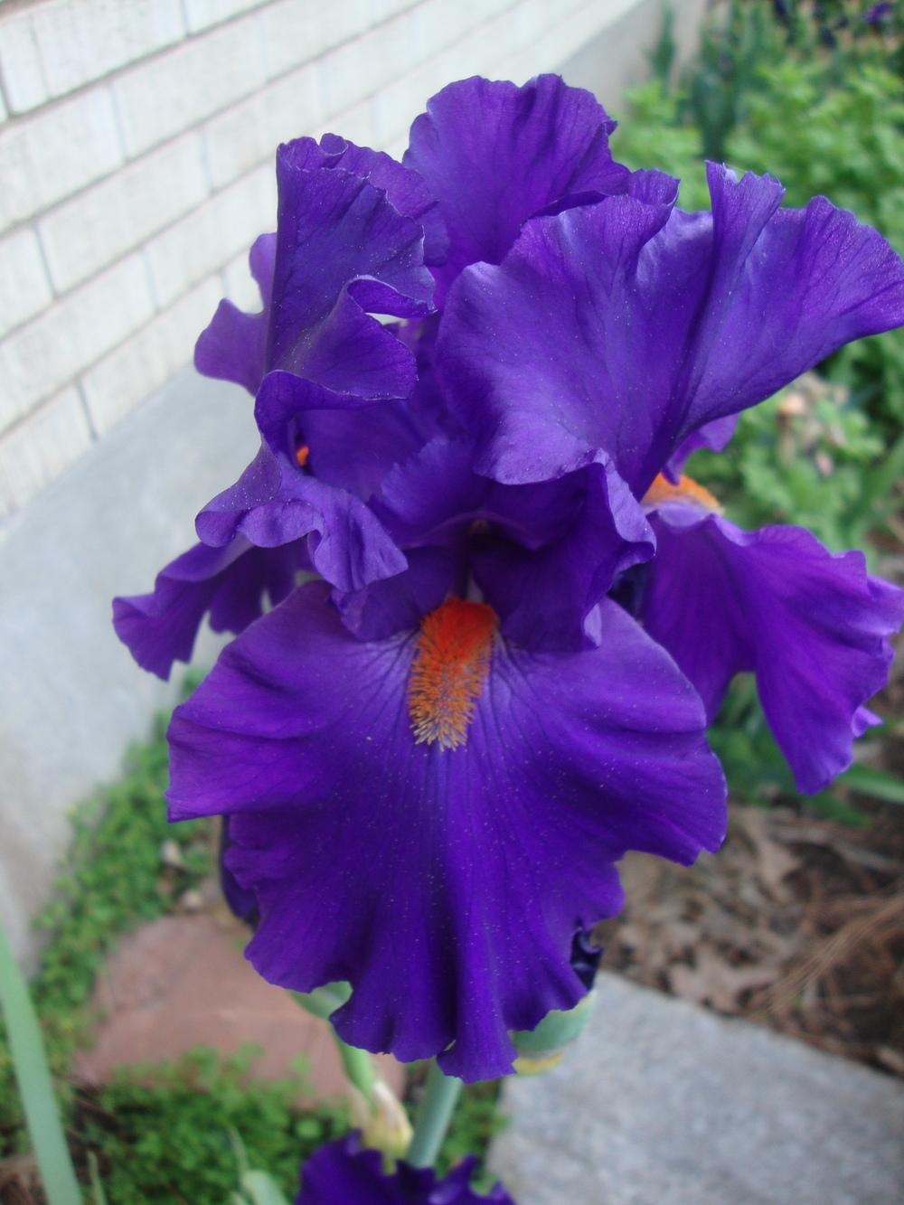 Photo of Tall Bearded Iris (Iris 'Paul Black') uploaded by Paul2032