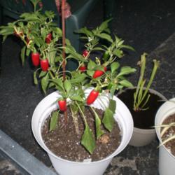 Location: Middle Tennessee
Date: 2013-11-25
I grow all my peppers in containers