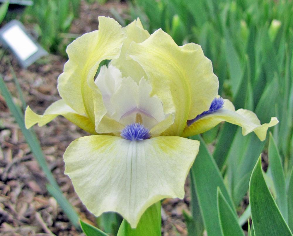 Photo of Standard Dwarf Bearded Iris (Iris 'Serenity Prayer') uploaded by TBGDN