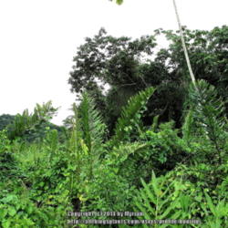Location: Rainforest, Paraty, Brazil
Date: 2013-12-22