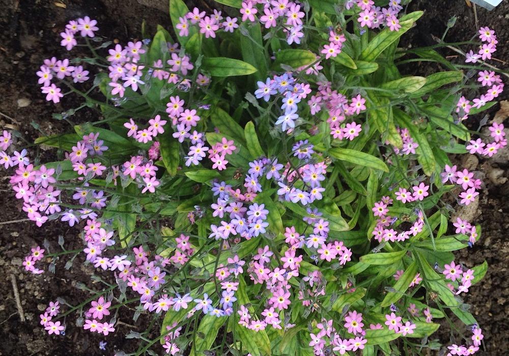 Photo of Forget-Me-Not (Myosotis sylvatica 'Victoria Pink Dwarf') uploaded by bxncbx