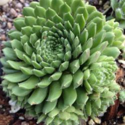 Location: Medina, TN
Date: May 2014
Sempervivum 'Spring Beauty' I found with a spiral form.