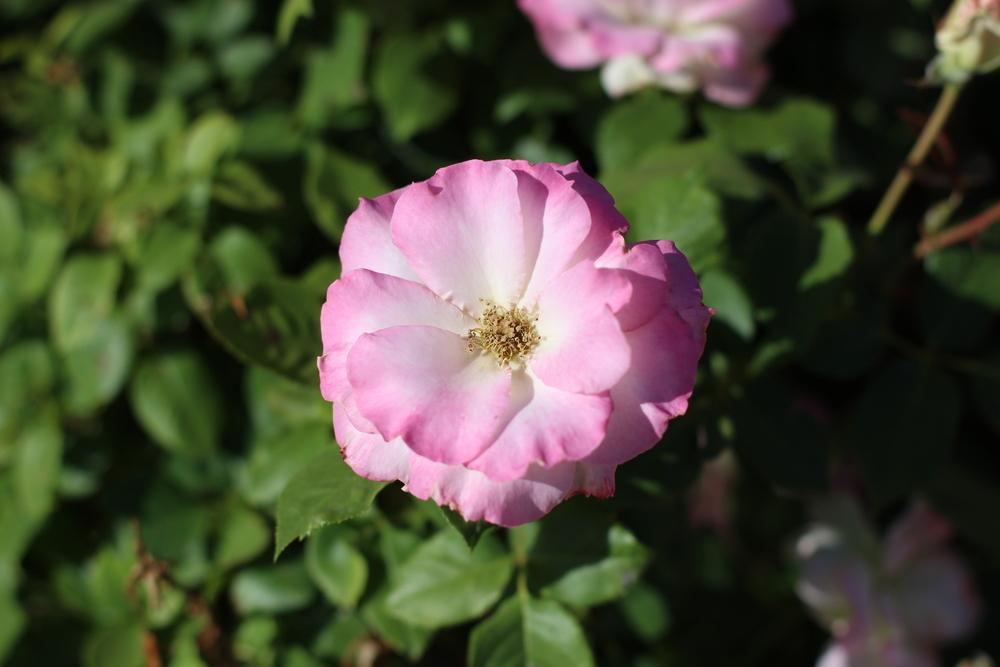 Photo of Rose (Rosa 'Charles Aznavour') uploaded by dave