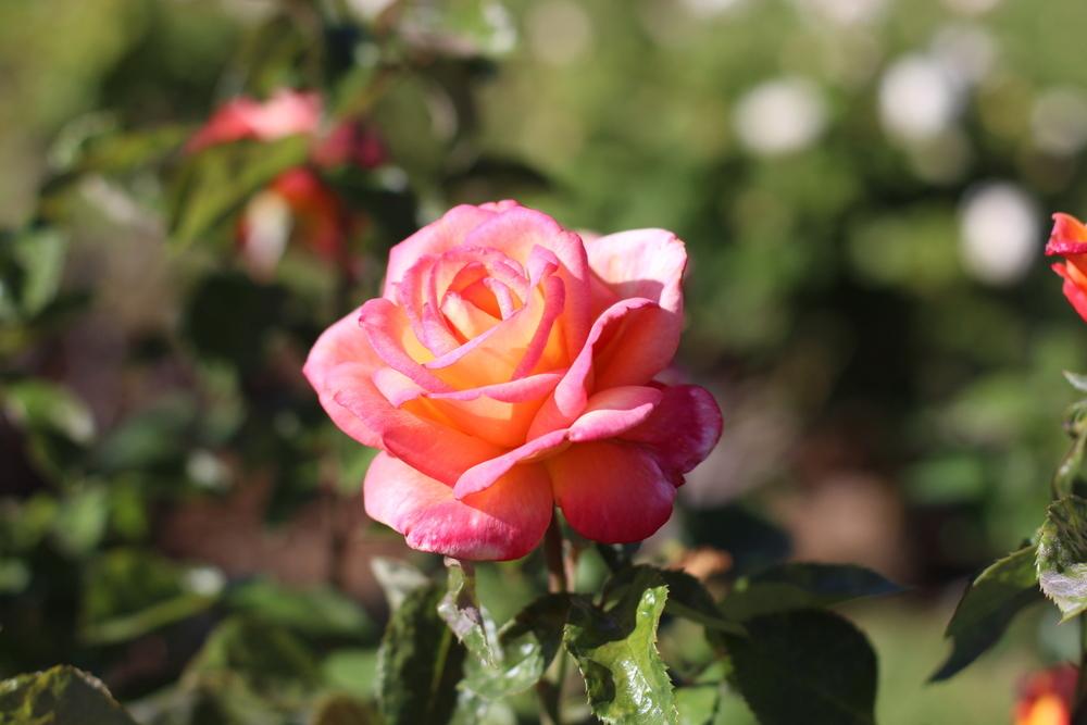 Photo of Floribunda Rose (Rosa 'Sheila's Perfume') uploaded by dave