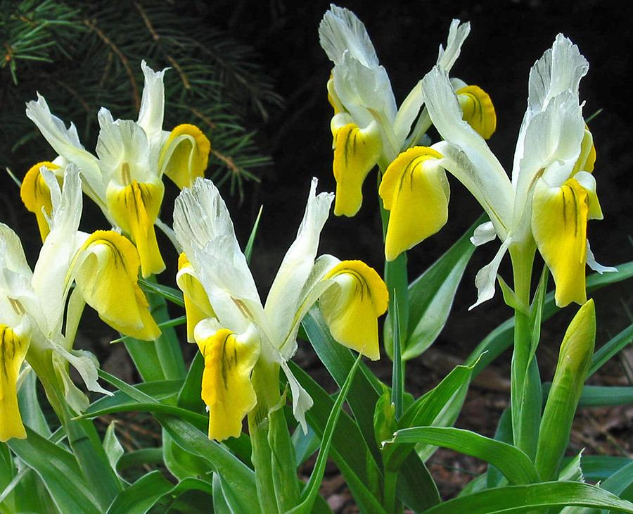 Photo of Juno Iris (Iris bucharica) uploaded by eclayne