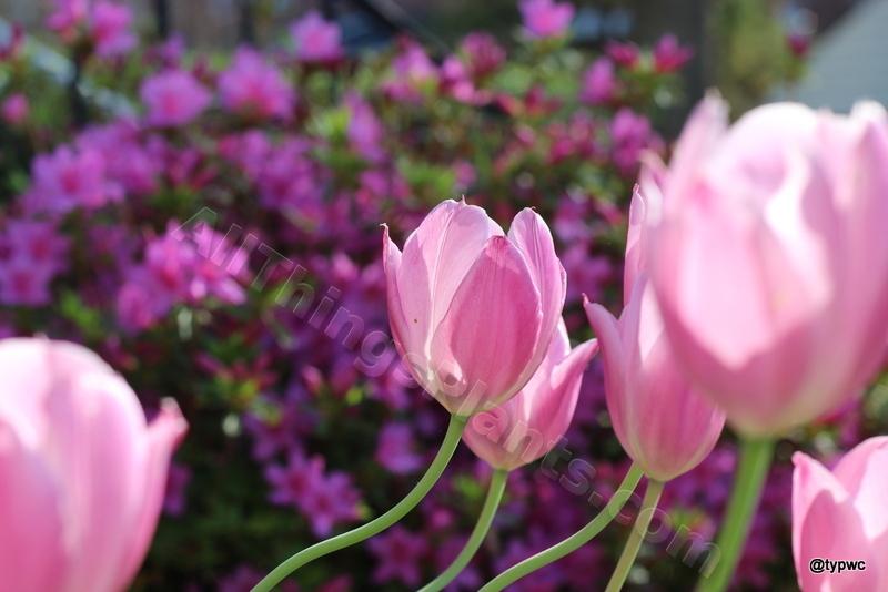 Photo of Tulip (Tulipa 'Early Glory') uploaded by typwc