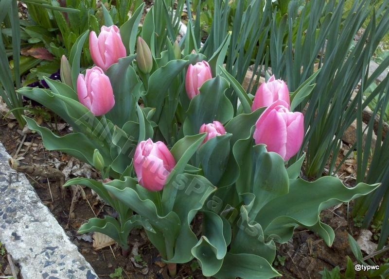 Photo of Tulip (Tulipa 'Early Glory') uploaded by typwc