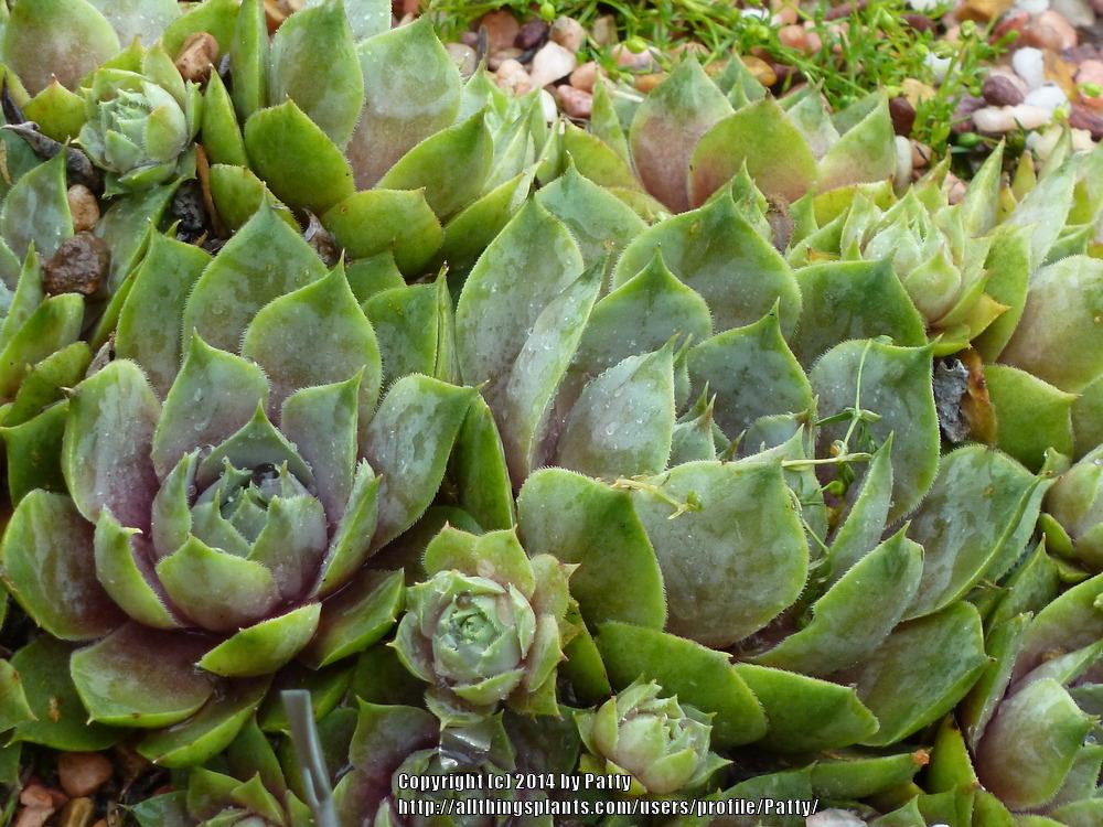 Photo of Hen and Chicks (Sempervivum 'Silverine') uploaded by Patty