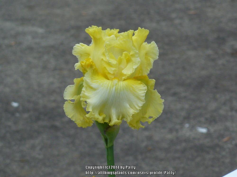 Photo of Tall Bearded Iris (Iris 'Sun Shine In') uploaded by Patty
