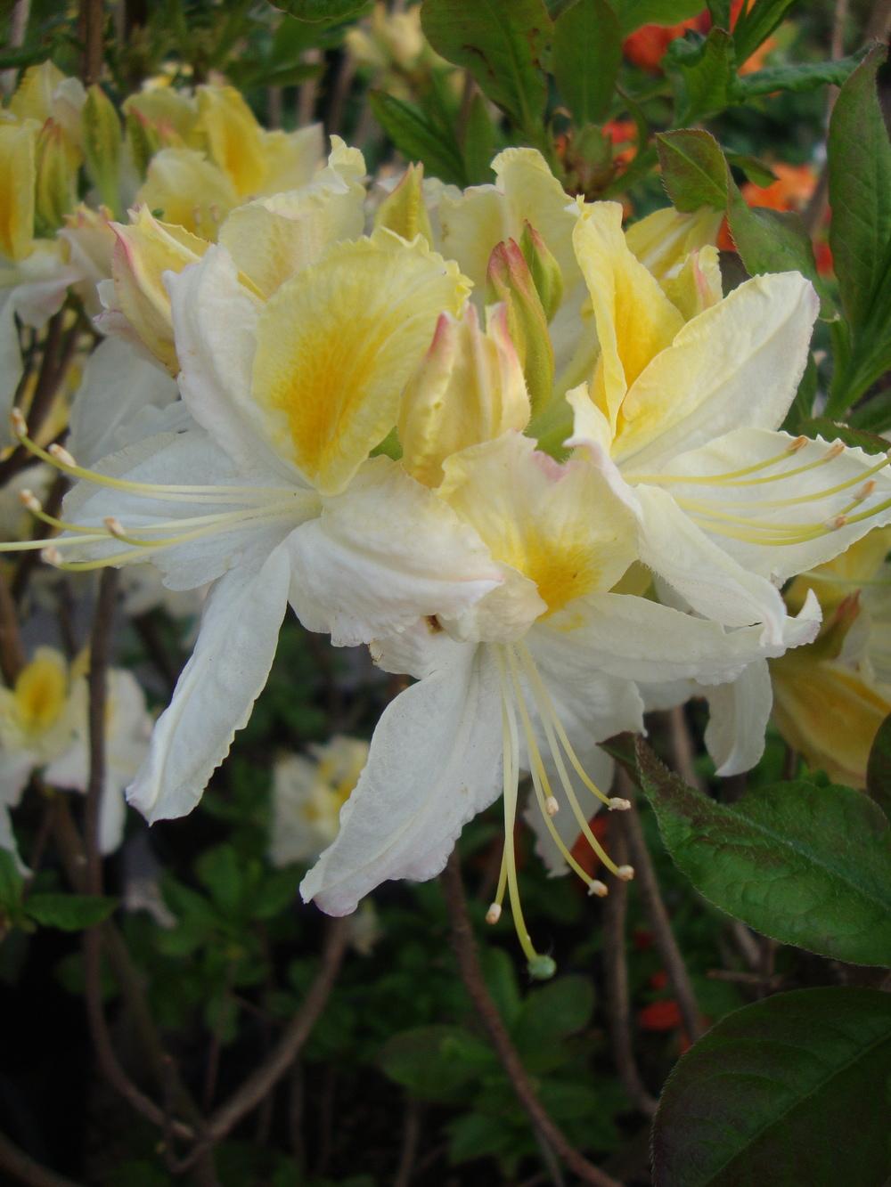 Photo of Azalea (Rhododendron 'Northern Hi-lights') uploaded by Paul2032