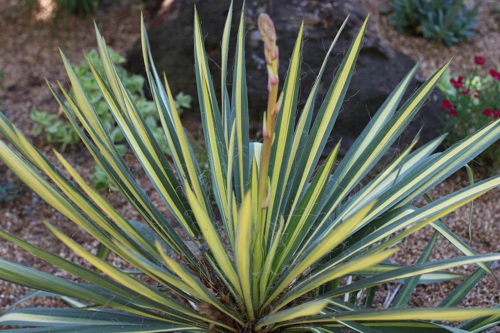 Photo of Adam's Needle (Yucca filamentosa 'Color Guard') uploaded by dave