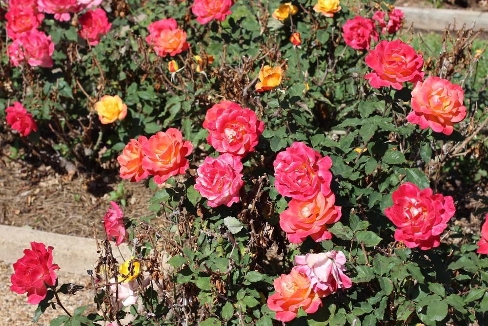 Photo of Hybrid Tea Rose (Rosa 'Rio Samba') uploaded by dave