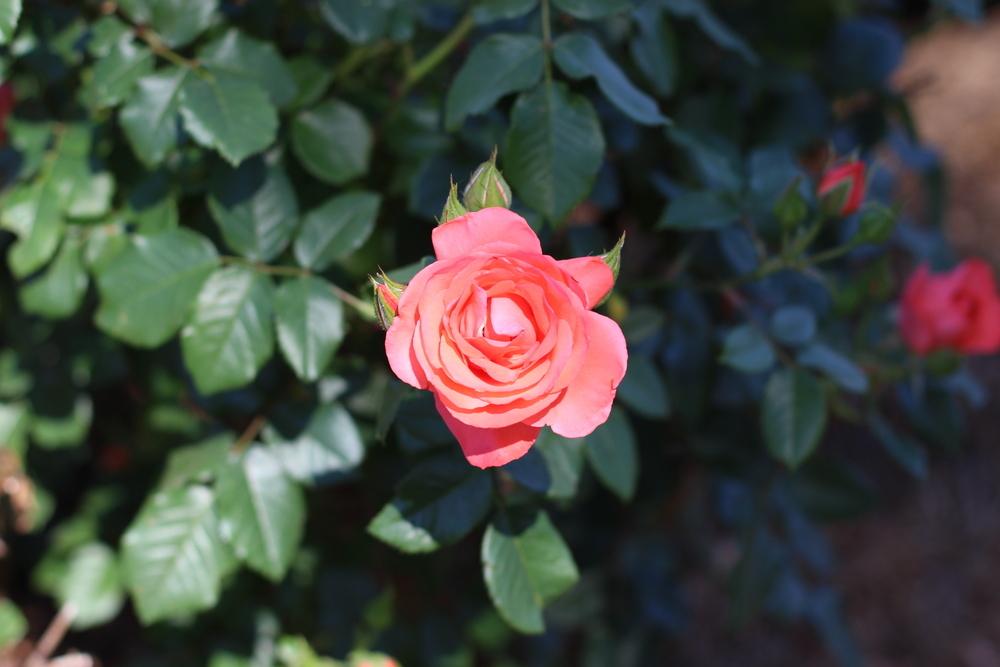 Photo of Rose (Rosa 'Marmalade Skies') uploaded by dave