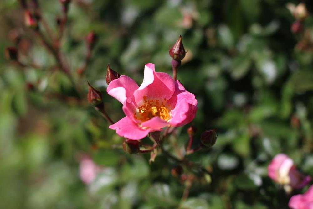Photo of Rose (Rosa 'Carefree Delight') uploaded by dave