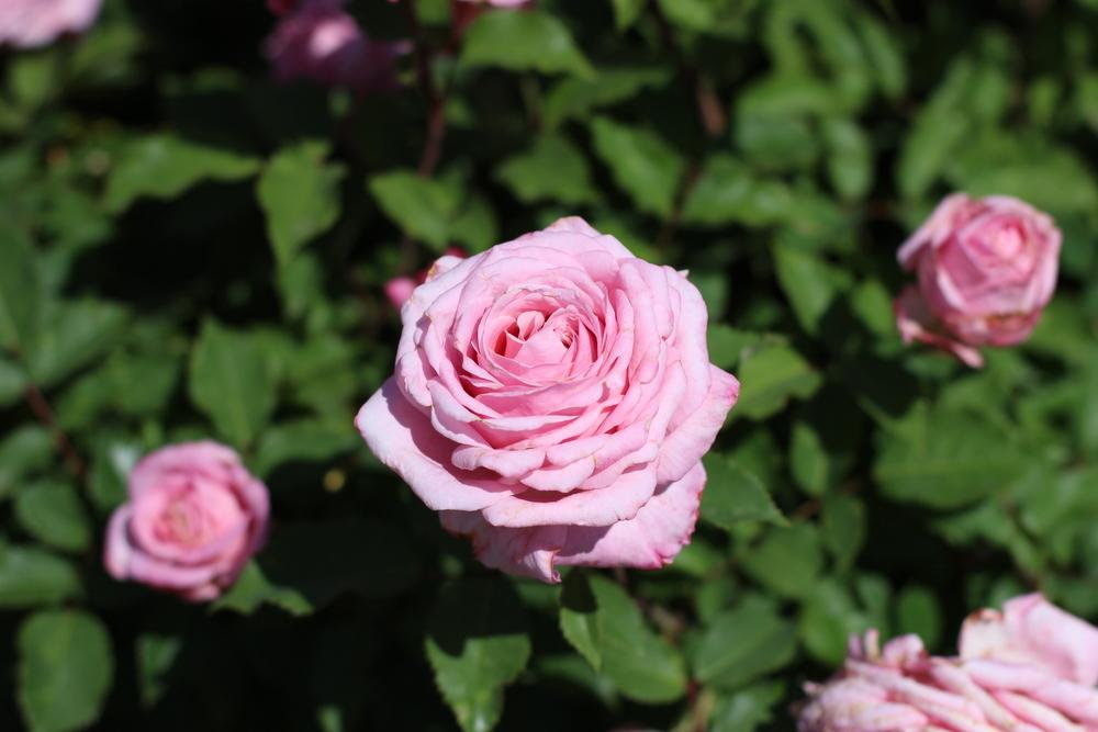 Photo of Rose (Rosa 'Belinda's Dream') uploaded by dave