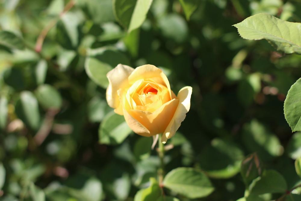 Photo of Rose (Rosa 'Graham Thomas') uploaded by dave