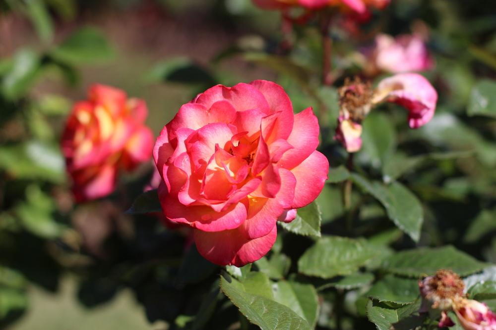 Photo of Floribunda Rose (Rosa 'Sheila's Perfume') uploaded by dave