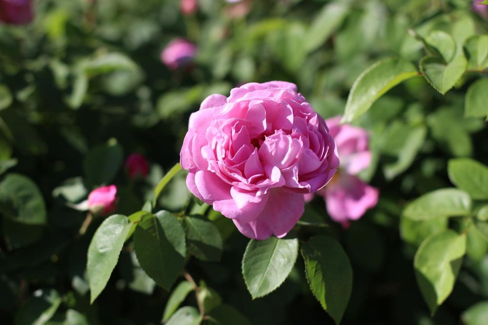 Photo of Rose (Rosa 'Mary Rose') uploaded by dave