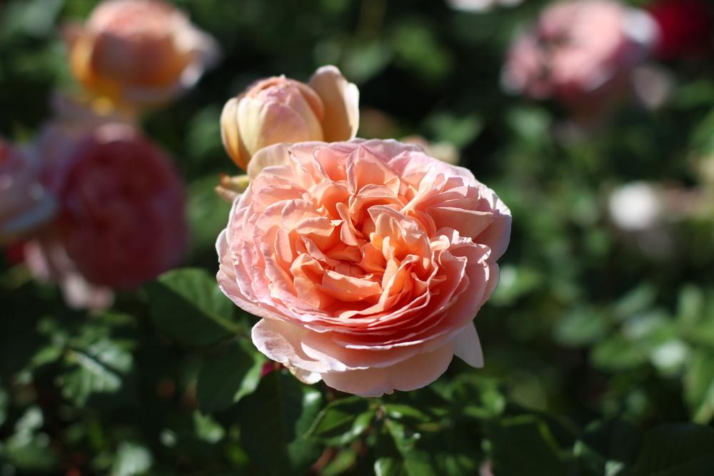Photo of Rose (Rosa 'Abraham Darby') uploaded by dave