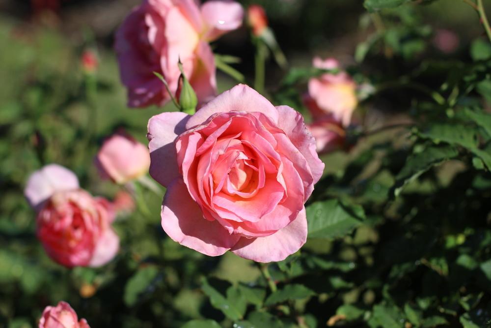 Photo of Hybrid Tea Rose (Rosa 'Tiffany') uploaded by dave