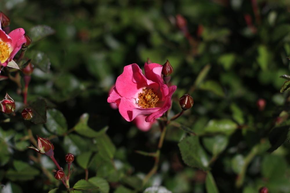 Photo of Rose (Rosa 'Carefree Delight') uploaded by dave