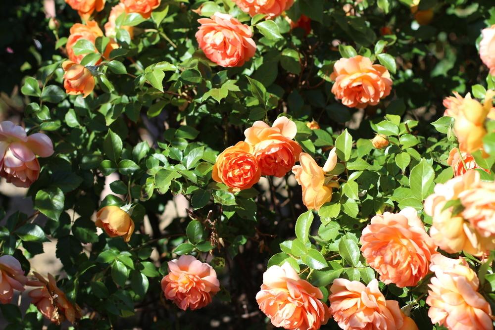Photo of English Shrub Rose (Rosa 'Pat Austin') uploaded by dave