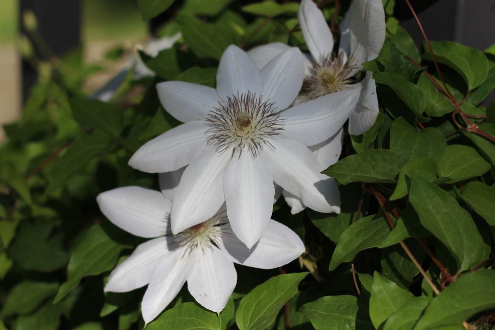 Photo of Clematis 'Henryi' uploaded by dave