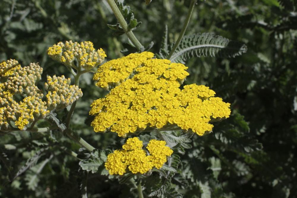 Photo of Yarrow (Achillea 'Moonshine') uploaded by dave
