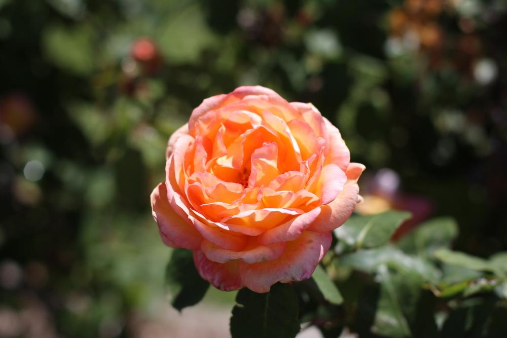 Photo of Rose (Rosa 'Glowing Peace') uploaded by dave