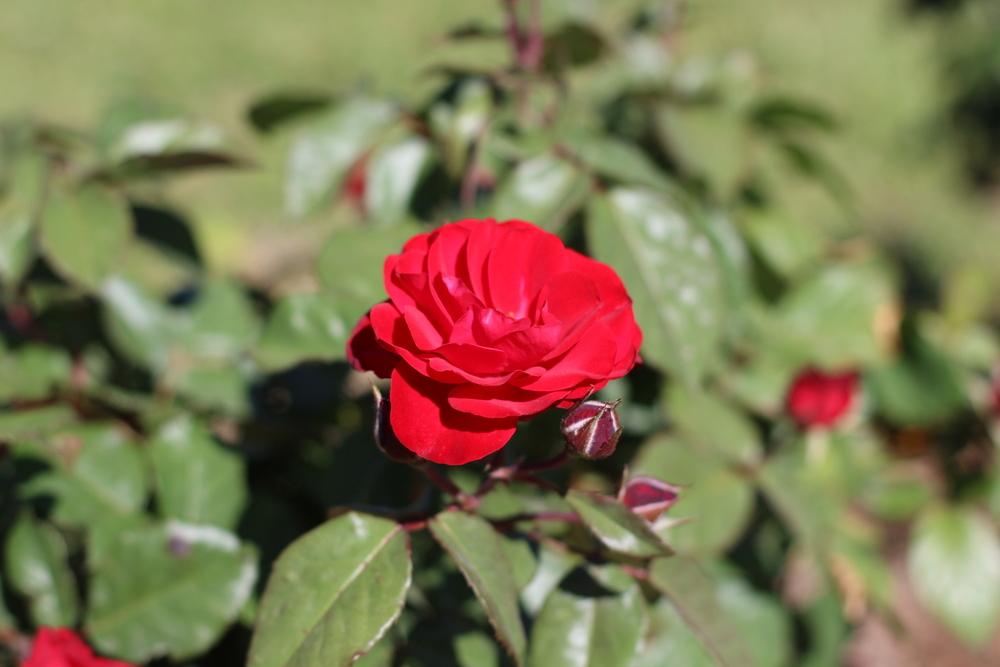 Photo of Rose (Rosa 'Europeana') uploaded by dave