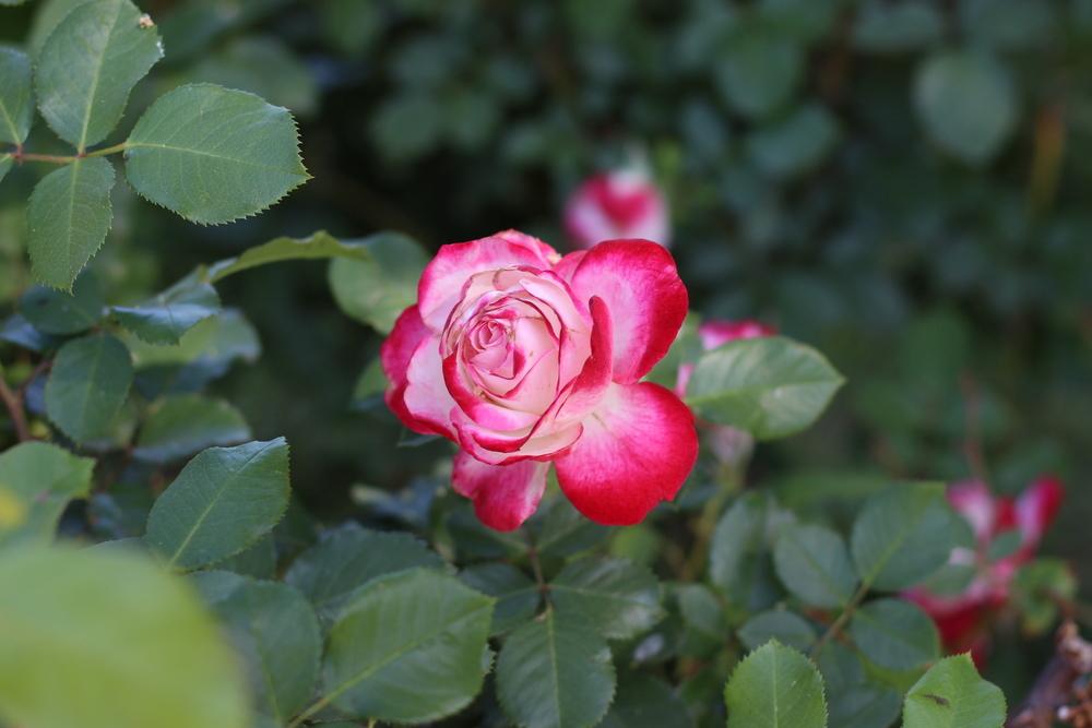 Photo of Rose (Rosa 'Cherry Parfait') uploaded by dave