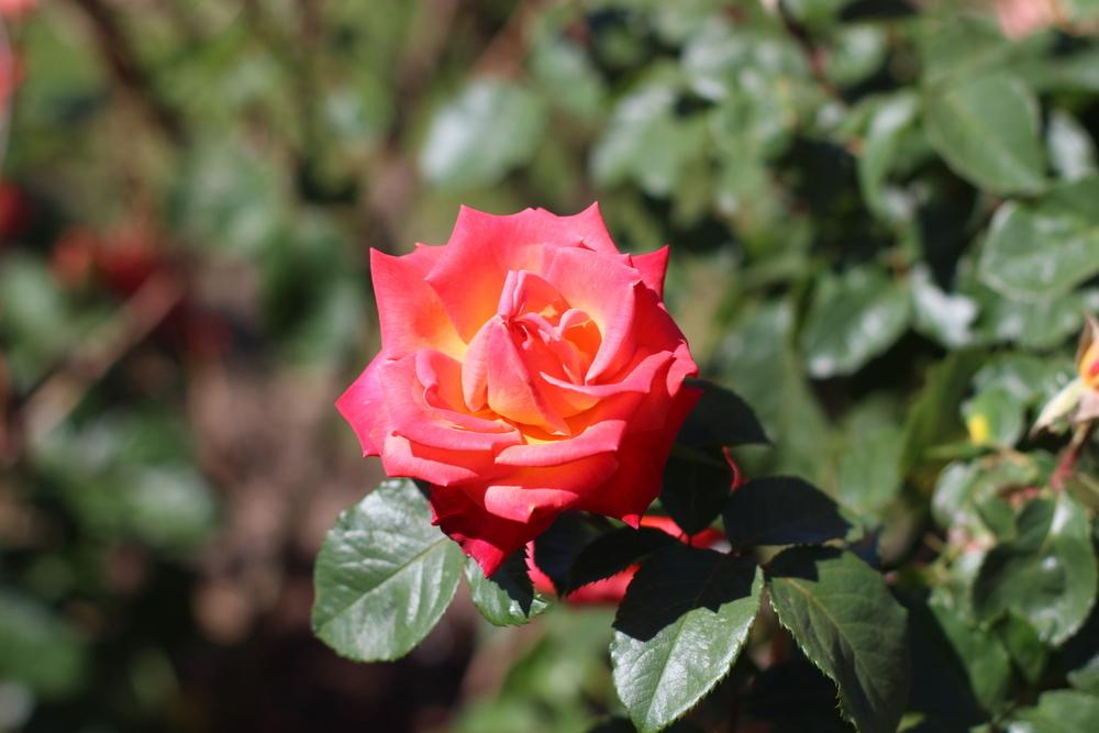 Photo of Rose (Rosa 'Hot Romance') uploaded by dave