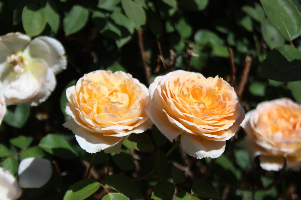 Photo of Rose (Rosa 'Tamora') uploaded by dave