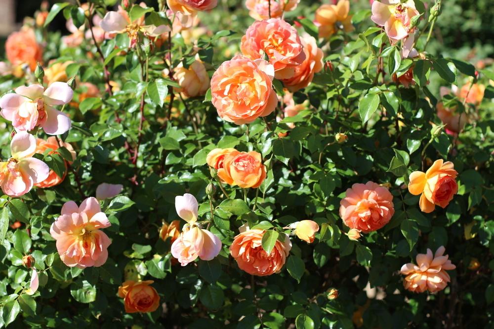 Photo of English Shrub Rose (Rosa 'Pat Austin') uploaded by dave