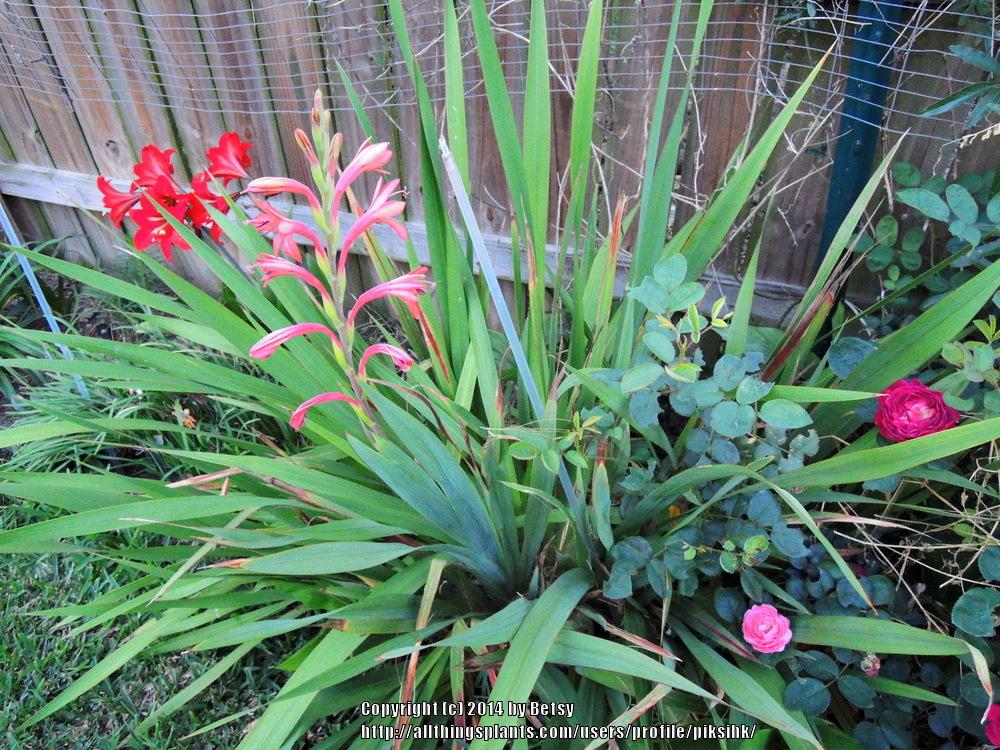 Photo of Bugle Lily (Watsonia) uploaded by piksihk