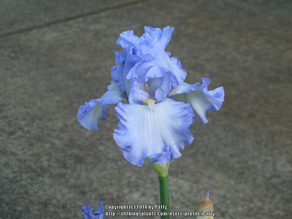 Photo of Tall Bearded Iris (Iris 'Absolute Treasure') uploaded by Patty