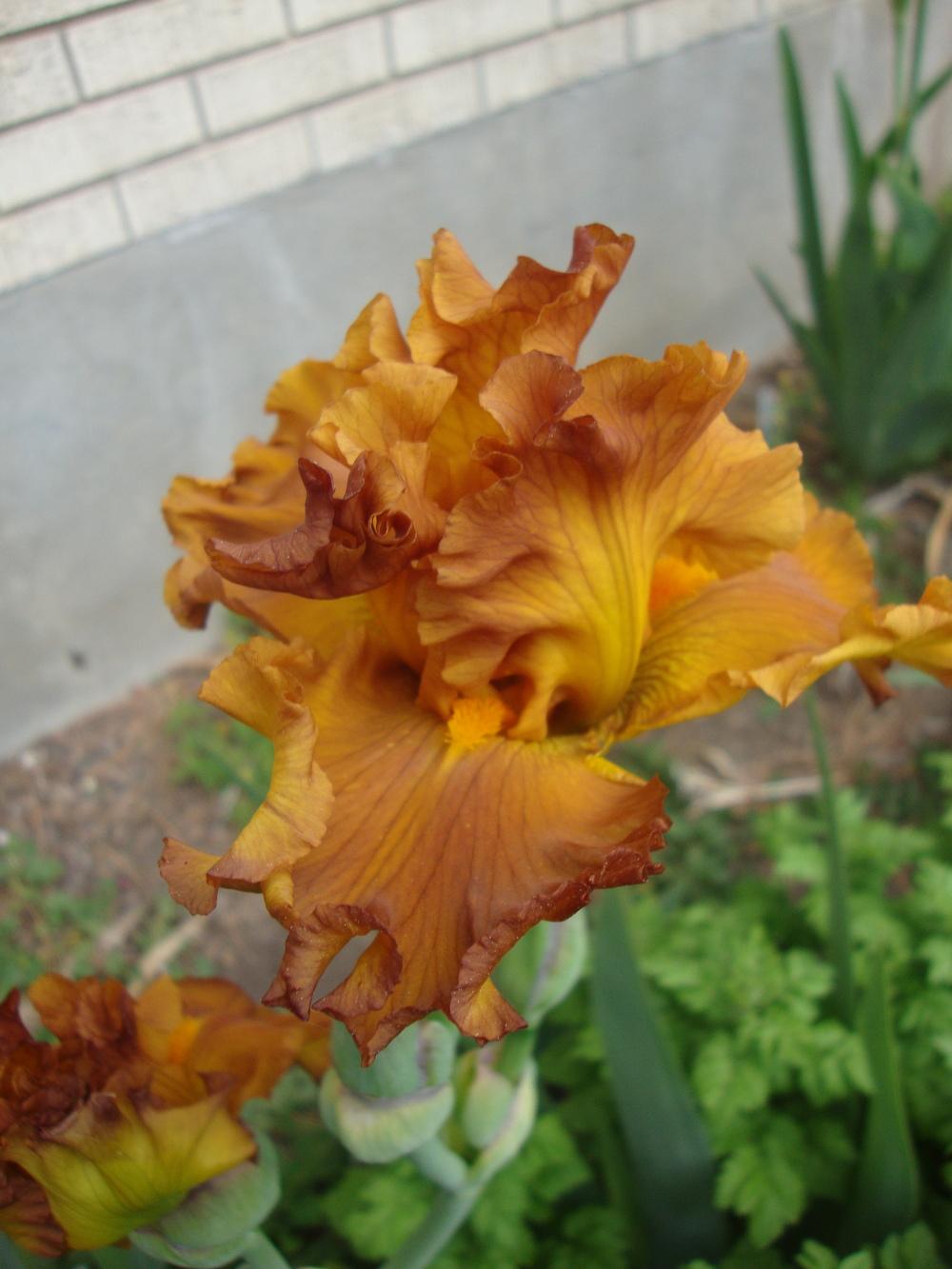 Photo of Tall Bearded Iris (Iris 'Golden Panther') uploaded by Paul2032